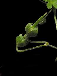 Attēlu rezultāti vaicājumam “Geranium pyrenaicum”