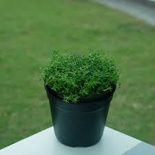 Attēlu rezultāti vaicājumam “Sedum pallidum”