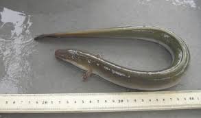 Image result for Anguilla rostrata