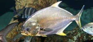 Image result for Trachinotus carolinus