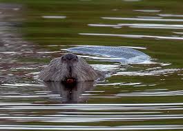 Image result for Castor fiber