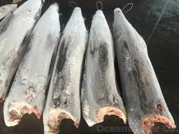 Image result for Istiompax indica