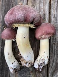 Attēlu rezultāti vaicājumam “Stropharia hornemannii”