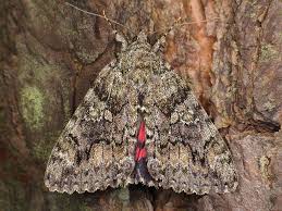 Attēlu rezultāti vaicājumam “Catocala sponsa”