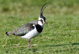 Attēlu rezultāti vaicājumam “Vanellus vanellus”