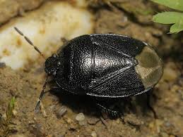 Attēlu rezultāti vaicājumam “Cydnidae”