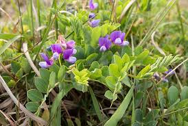 Attēlu rezultāti vaicājumam “Lathyrus japonicus subsp. maritimus fruit”