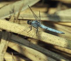 Attēlu rezultāti vaicājumam “Orthetrum brunneum”