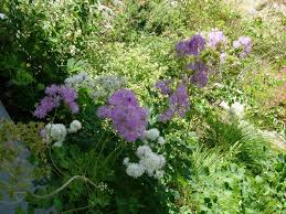 Attēlu rezultāti vaicājumam “Thalictrum aquilegifolium”