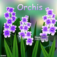 Attēlu rezultāti vaicājumam “Orchis militaris flower”