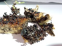 Attēlu rezultāti vaicājumam “Metatrichia vesparia spores”