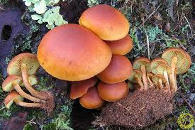 Attēlu rezultāti vaicājumam “Gymnopilus picreus”