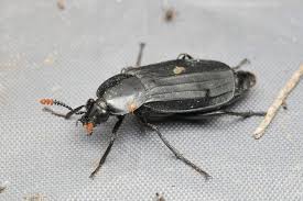 Attēlu rezultāti vaicājumam “Necrodes littoralis”