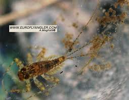 Attēlu rezultāti vaicājumam “Heptagenia sulphurea”