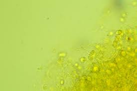 Attēlu rezultāti vaicājumam “Badhamiopsis praetermissa macro”