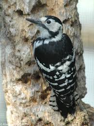 Attēlu rezultāti vaicājumam “Dendrocopos leucotos”