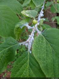 Attēlu rezultāti vaicājumam “Prociphilus xylostei”