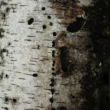 Attēlu rezultāti vaicājumam “Scolytus ratzeburgi”