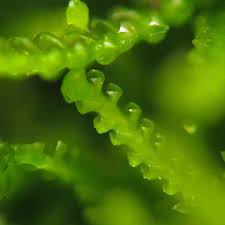 Attēlu rezultāti vaicājumam “Barbilophozia kunzeana”