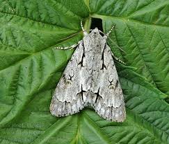 Attēlu rezultāti vaicājumam “Acronicta cuspis”