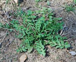 Attēlu rezultāti vaicājumam “Sisymbrium volgense leaf”