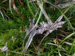 Attēlu rezultāti vaicājumam “Badhamia lilacina”