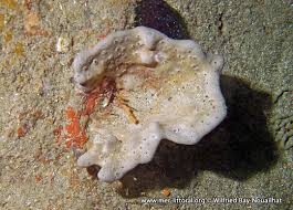 Attēlu rezultāti vaicājumam “Spongia”