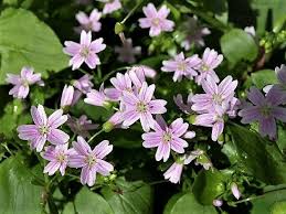 Attēlu rezultāti vaicājumam “Claytonia sibirica flower”