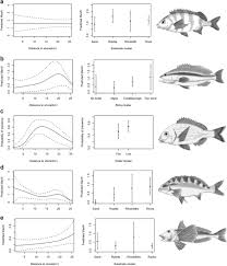 Image result for Polysteganus undulosus