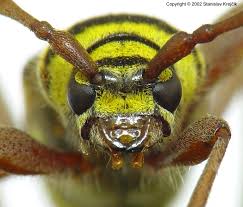 Attēlu rezultāti vaicājumam “Plagionotus detritus”