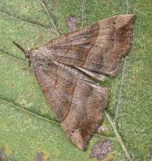 Attēlu rezultāti vaicājumam “Hypena proboscidalis”