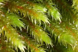 Attēlu rezultāti vaicājumam “Leucodon sciuroides”