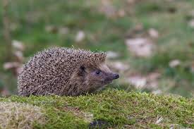 Image result for Igel