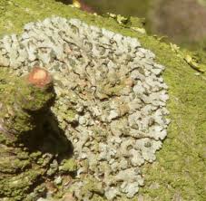 Attēlu rezultāti vaicājumam “Phaeophyscia orbicularis”
