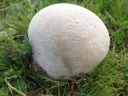 Attēlu rezultāti vaicājumam “Lycoperdon pyriforme sessile”