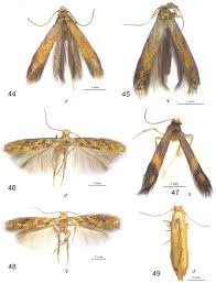 Attēlu rezultāti vaicājumam “Tischeriidae”