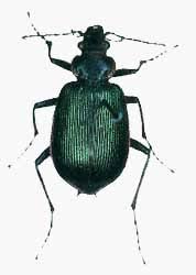 Attēlu rezultāti vaicājumam “Carabidae”
