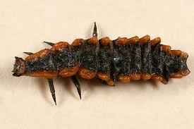 Attēlu rezultāti vaicājumam “Leiodidae larva”