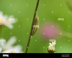 Attēlu rezultāti vaicājumam “Zygaena cocoon”