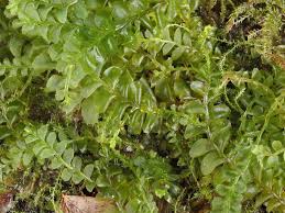 Attēlu rezultāti vaicājumam “Plagiochila porelloides”