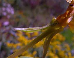 Attēlu rezultāti vaicājumam “Oenothera biennis bud”