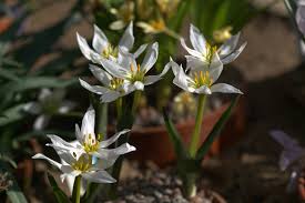 Attēlu rezultāti vaicājumam “Colchicum szovitsii subsp. szovitsii flower”