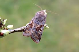 Attēlu rezultāti vaicājumam “Orthosia gothica”