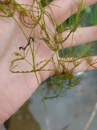 Attēlu rezultāti vaicājumam “Chara globularis”