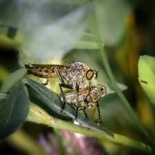 Attēlu rezultāti vaicājumam “Asilus crabroniformis”