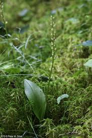 Attēlu rezultāti vaicājumam “Malaxis monophyllos flower”