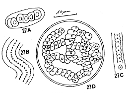 Attēlu rezultāti vaicājumam “Nostoc pruniforme”