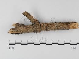 Attēlu rezultāti vaicājumam “Aleurodiscus amorphus”