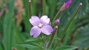 Attēlu rezultāti vaicājumam “Epilobium montanum flower”