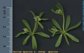 Attēlu rezultāti vaicājumam “Galium aparine fruit”